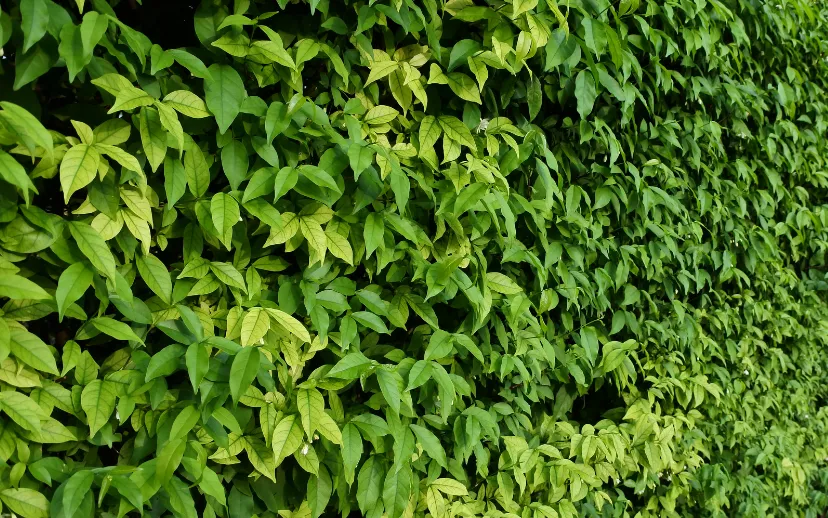 ontwerp zonder titel 72