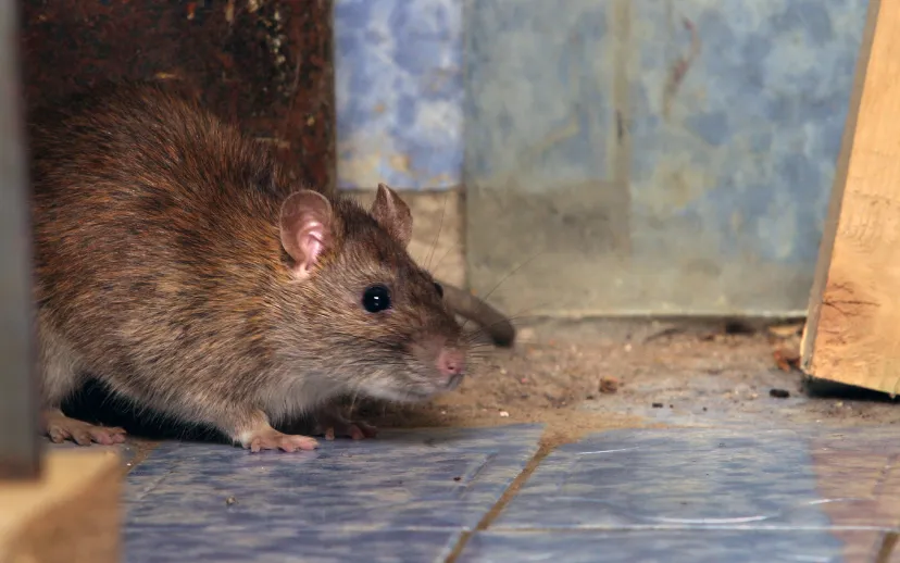 ontwerp zonder titel 18