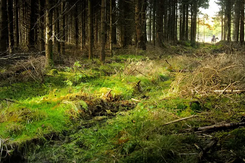 bos-rust-zon-natuur-sereen
