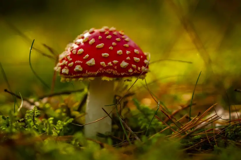 martex5-toadstool-8296596_1920 Pixabay