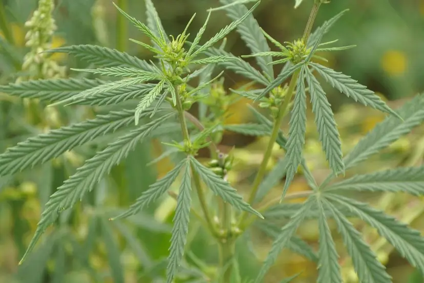 tatutati-hemp-3555140_1920 illustratie