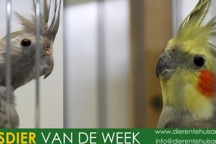 agoss tinus dierentehuis arnhem eo