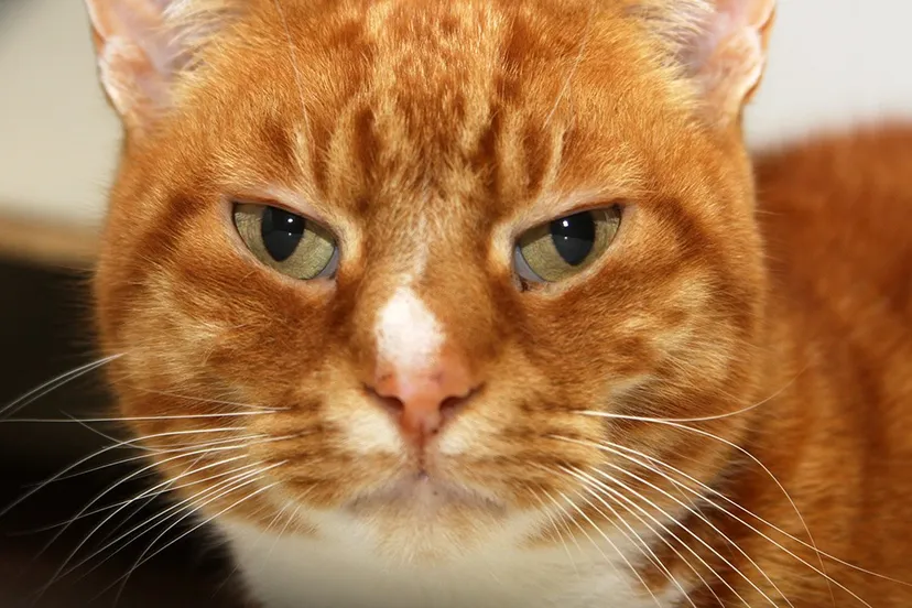 arthur 21279 dierentehuis arnhem 1