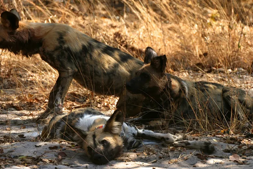 b7w9tkhd9hldmuf52kygkd1sb wildehond2