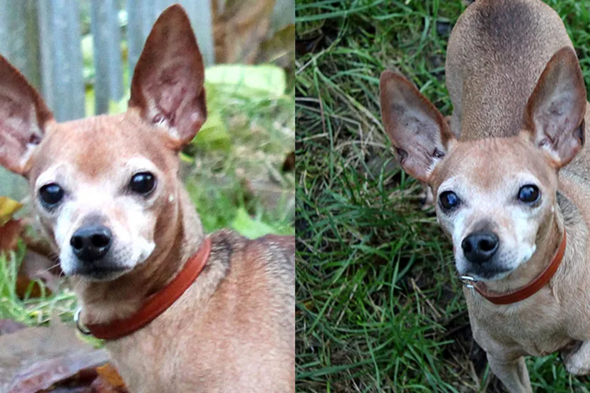 bambi dierentehuis arnhem en omstreken