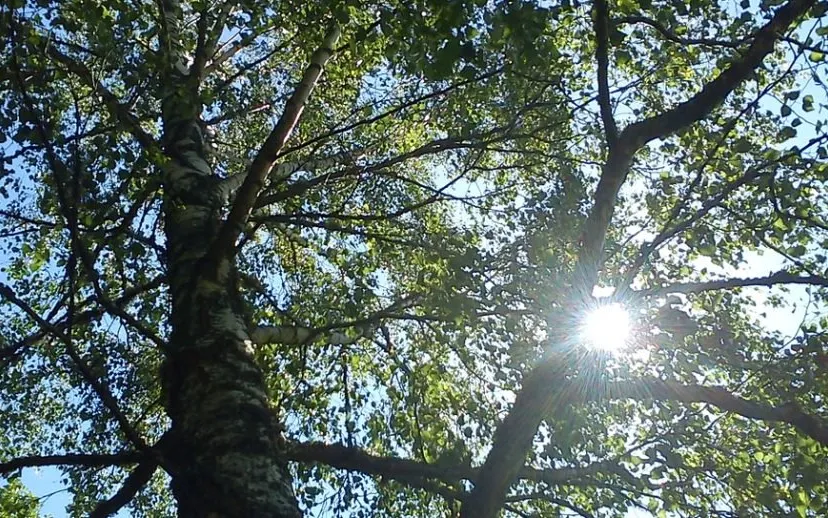 berkenbomen monicaarnklint0 pixabay 915x518