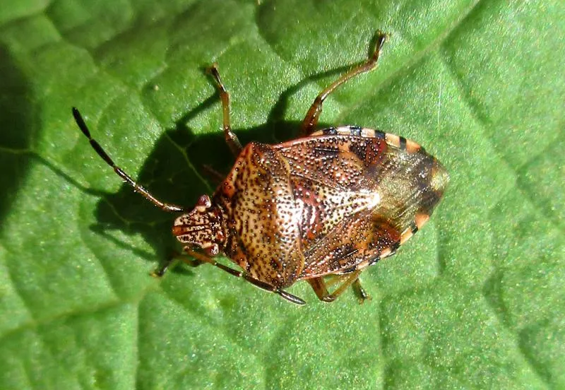 berkenwants bjschoenmakers wikimedia