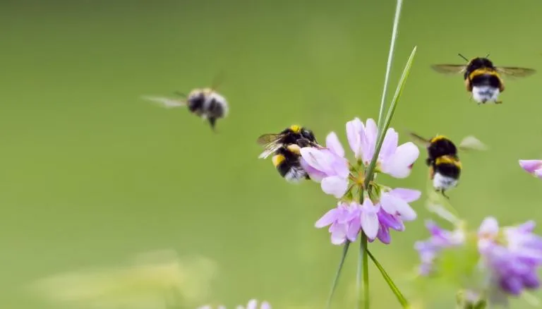 bijen header 20naturalis