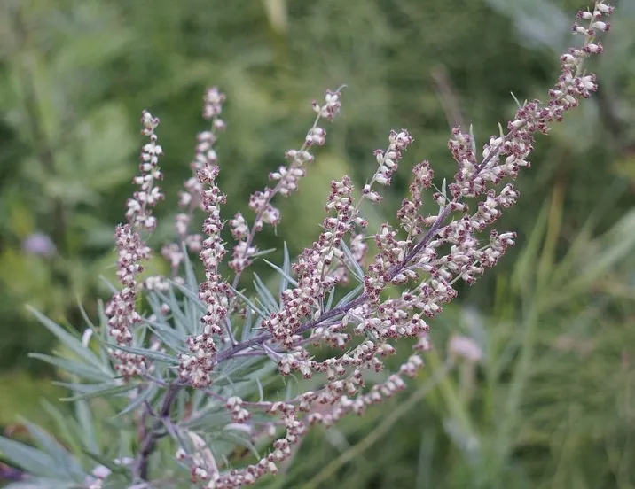 bijvoet hietaparta pixabay