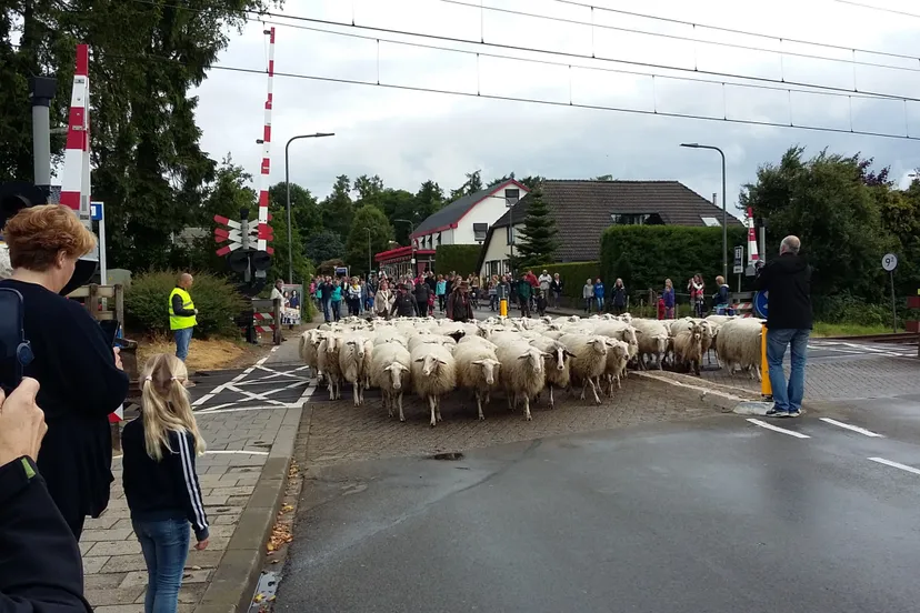 bonte schaap festival intocht bij spoorwegovergang scaled