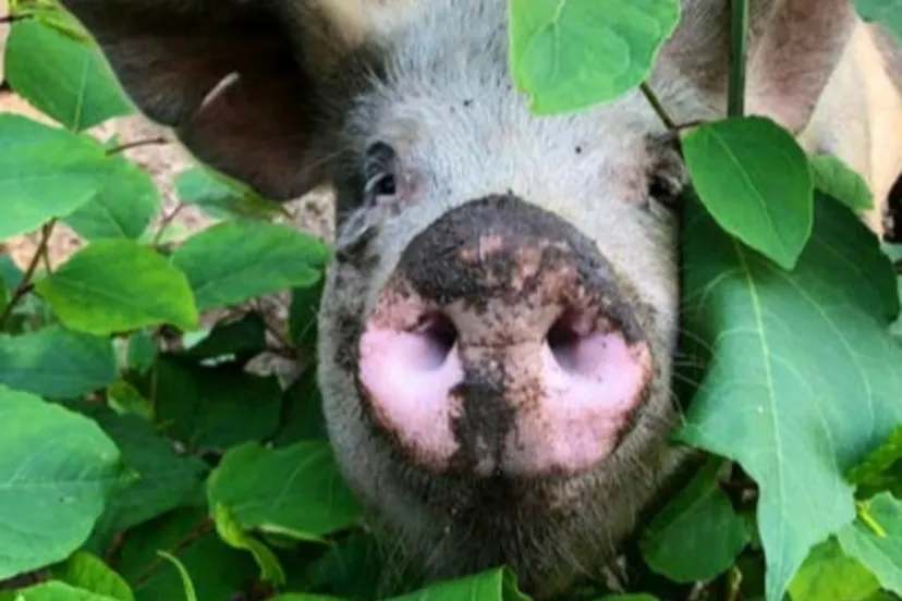 bontebentheimersgemeentearnhem