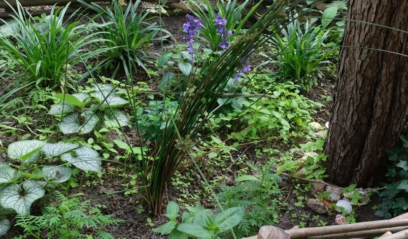 boomtuinspijkerkwartier 2020 6 marleen michels 18 1200x485 1