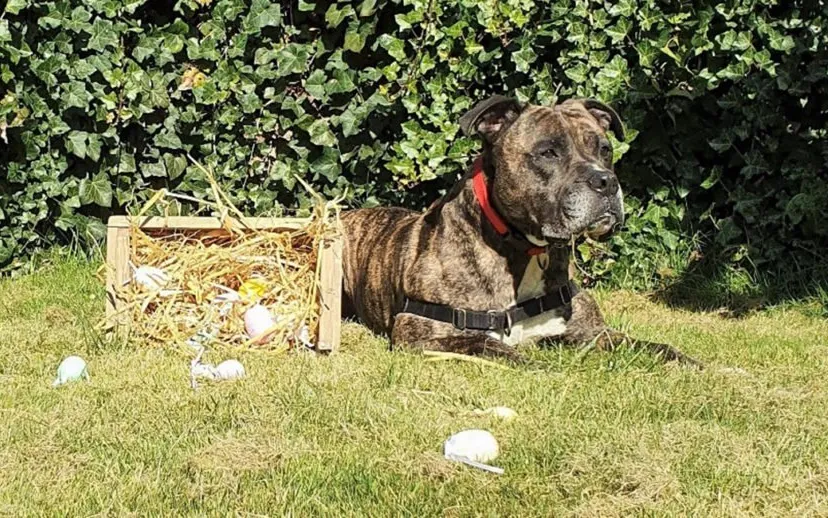 boris dierentehuis arnhem en omstreken 915x518