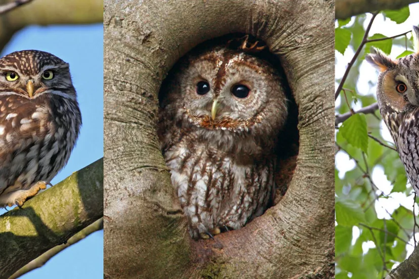 bp71x7n87mldp21fen9ouxgf1 uilentrio koos dansen