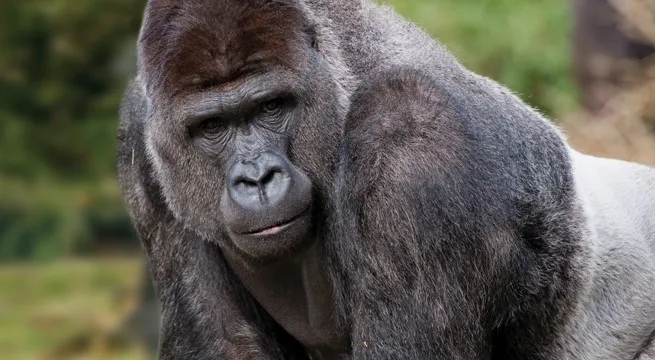 burgerszoobauwi header