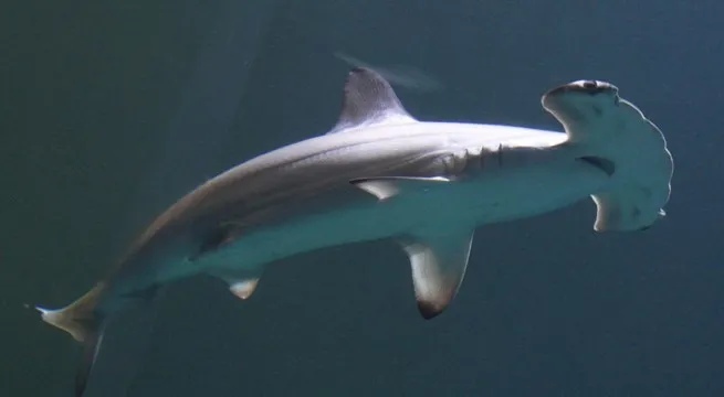 burgerszoobiomimikry hamerhaai