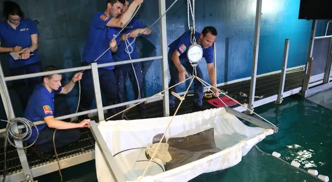 burgerszoogevlekte adelaarsrog 5