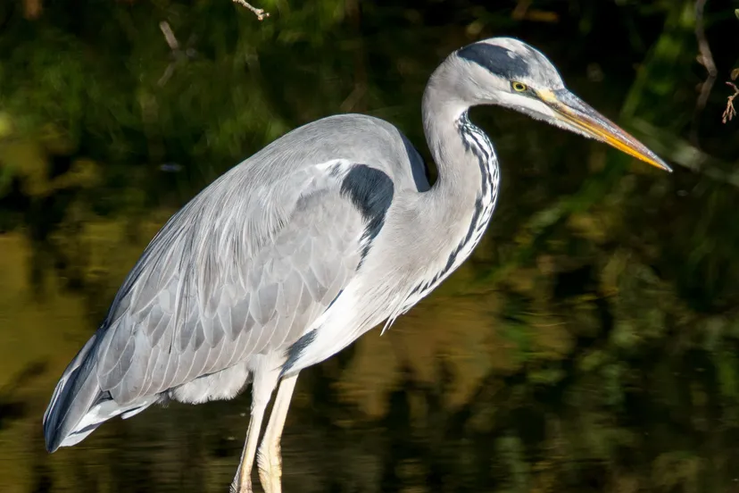 buurtreiger marco willemsen arnhem 2