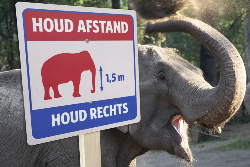 bz1 5 meter bordjes olifant