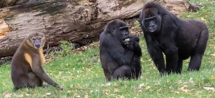 bzapen en gorillasimages0persgroepnet