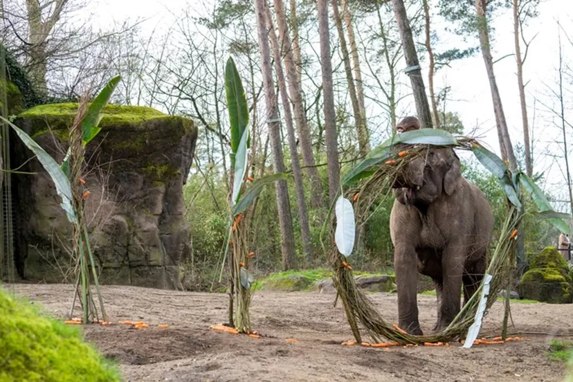 bzburgers zoo 110 jaar olifanten mira meijer 3 bew