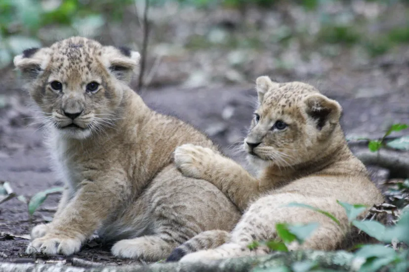 bzleeuwenwelpen enten 1