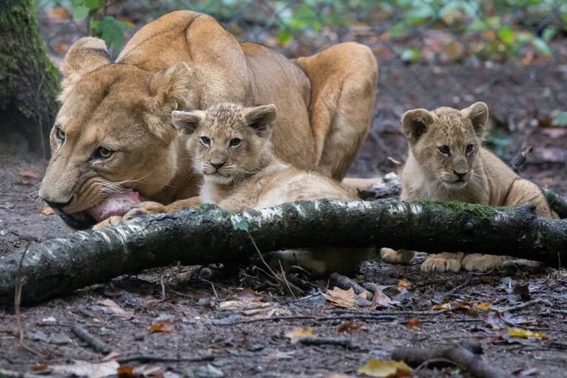 bzleeuwenwelpen2li9a1259 10