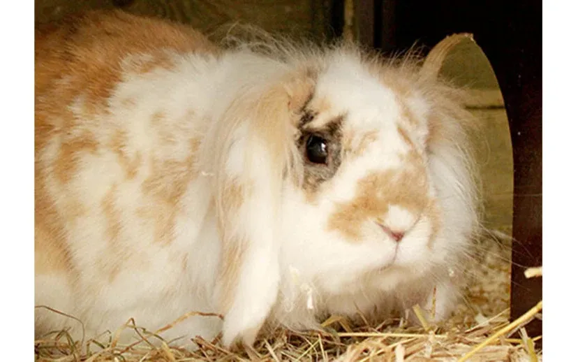 casper dierentehuis arnhem en omstreken 915x518 1