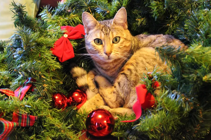cat and christmas 1831369 1920