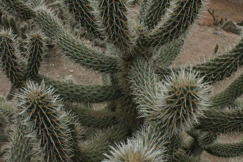 cdnnieuwsnlmediasites2120170224092253wwwburgerszoonlmedia1562521img 9946 32d76054e14236dfe2b49b7e5f2737b68e36588b a0d5cd40f62347372ed5a917ba4203fb27a2f69d