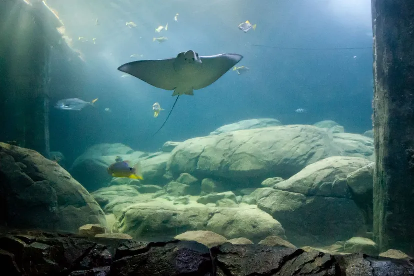 cdnnieuwsnlwww burgerszoocomadelaar 6c32edd8af8c1fbf11bee3d0354a1e0b3974d5bc