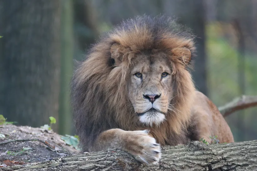 cdnnieuwsnlwww burgerszoodeli9a8533 9cf8018cb484b58244cc58c6c27e184455a5458f