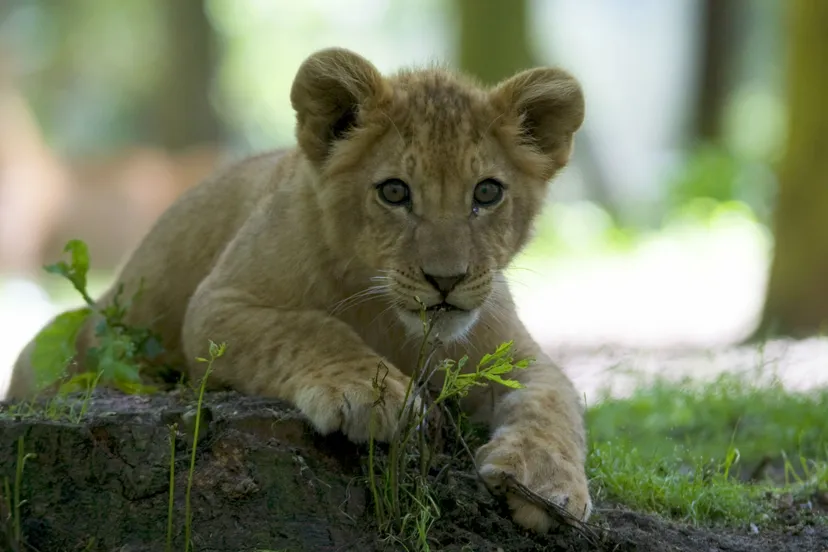 cdnnieuwsnlwww burgerszoodewelp 82f e6a1a1bc773b41581a39a1abbd236be6738b233d