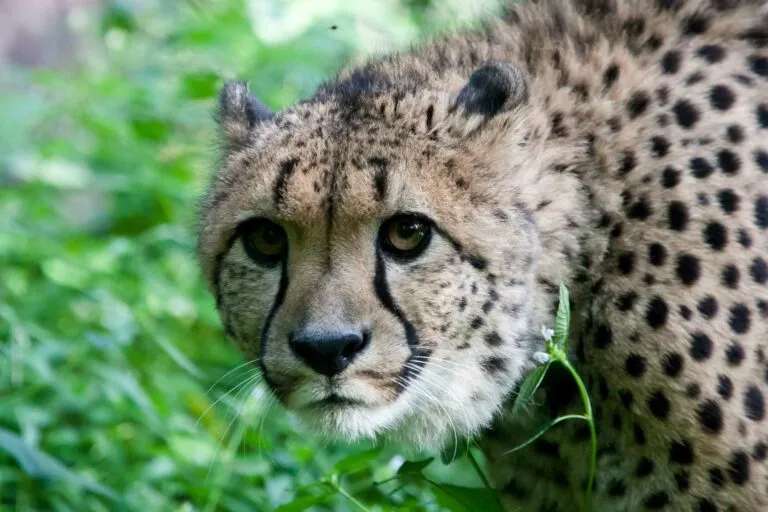 cheeta 1 768x512 1