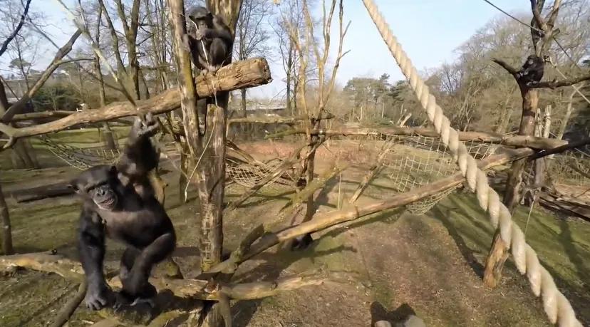 chimpansee burgers zoo natuurlijk