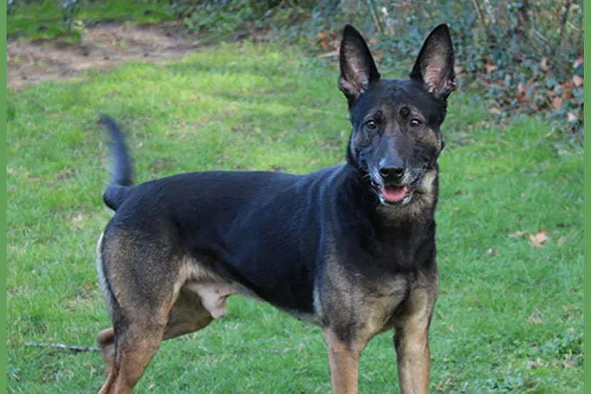 dexter dierentehuis arnhem en omstreken