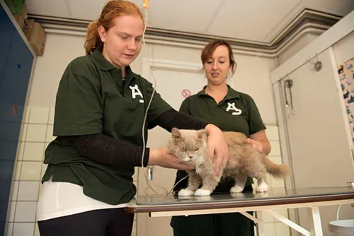 dierenartsregeling105 03 foto minima dierenartsen