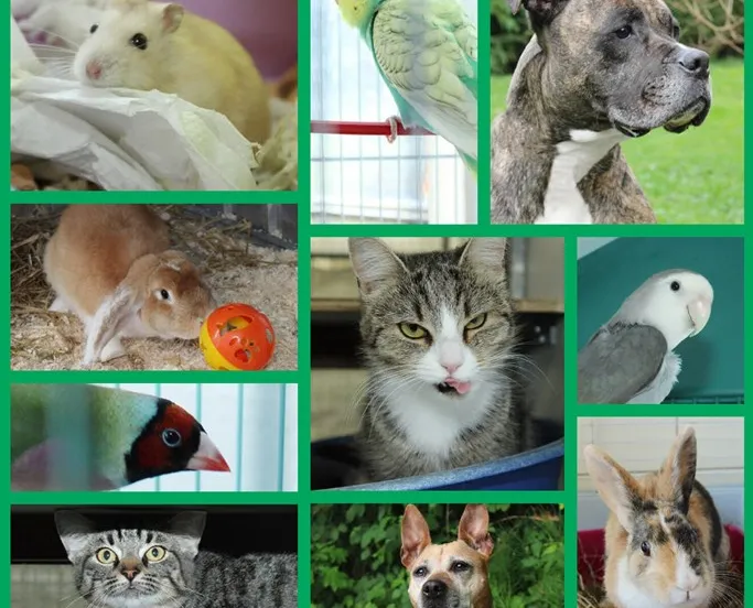 dierenasielfacebook120750104 3255220417864567 3150753280509464689 n