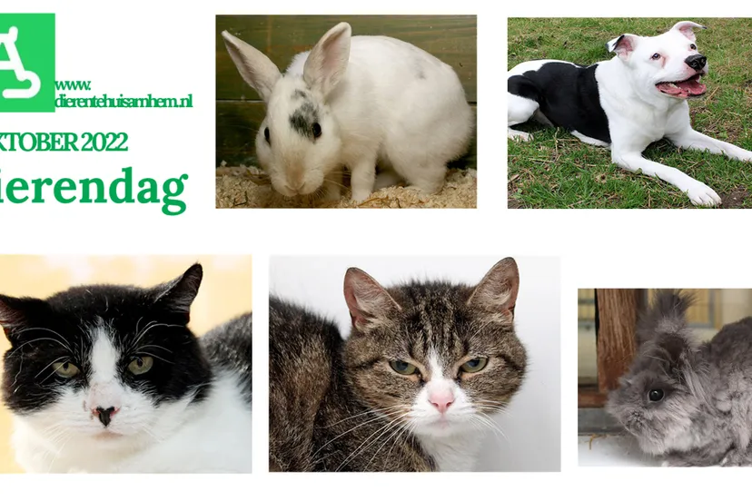 dierendag 2022 dierentehuis arnhem en omstreken