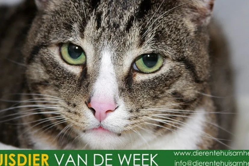 dierentehuis arnhem bliksem 21274 1