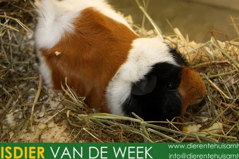 dierentehuis arnhem rudolph