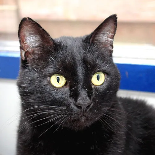 dierentehuis arnhemmannix 24535 site a