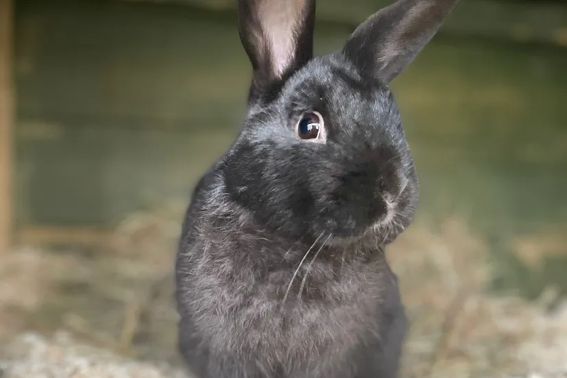 dierentehuisarnhemen omgevingtimmy