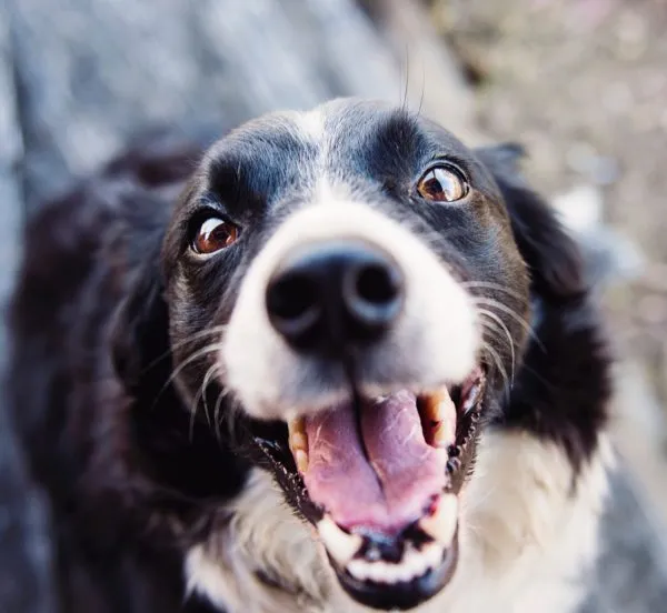 dierentehuispexels kat smith 551628 600x600 1