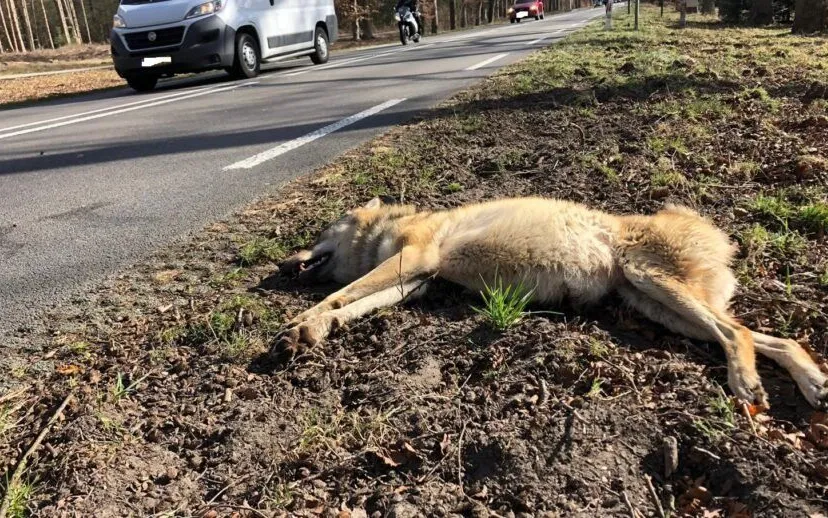 dode wolf n224 ede blurprov gld 915x518 1