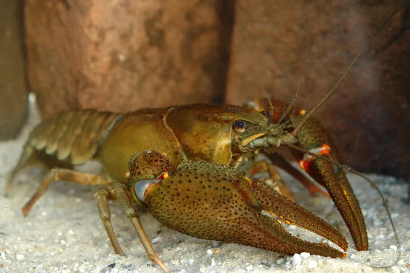 dohfrxkizvu8gl1pyb0a08zao europese rivierkreeftmanfoto fabrice ottburg