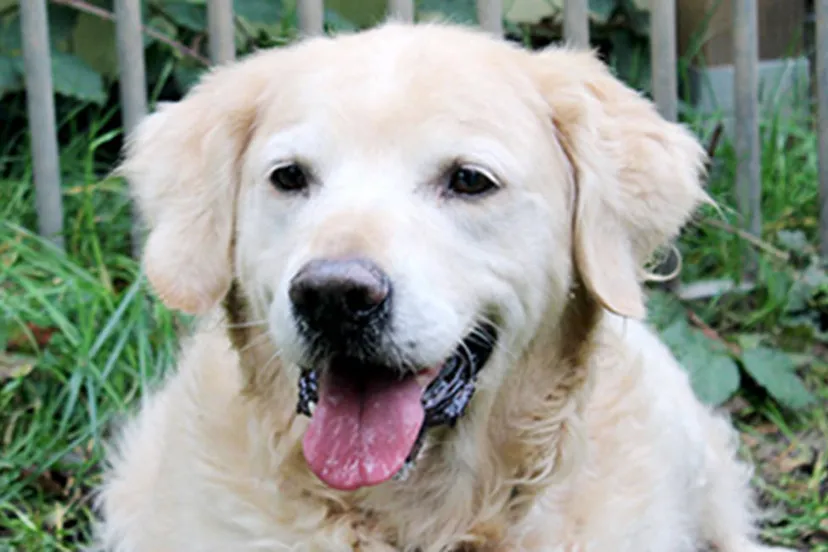 dugo dierentehuis arnhem en omstreken