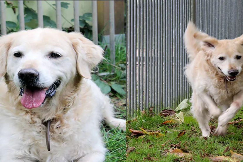 dugo dierentehuis arnhem en omstreken1