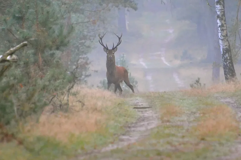 edelhertnatuurmonumentennamo80095