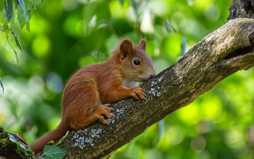 eekhoornsquirrelpixabay 4310069 640 915x518 1